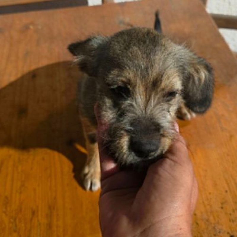 MICU - Chien à adopter - photo 3
