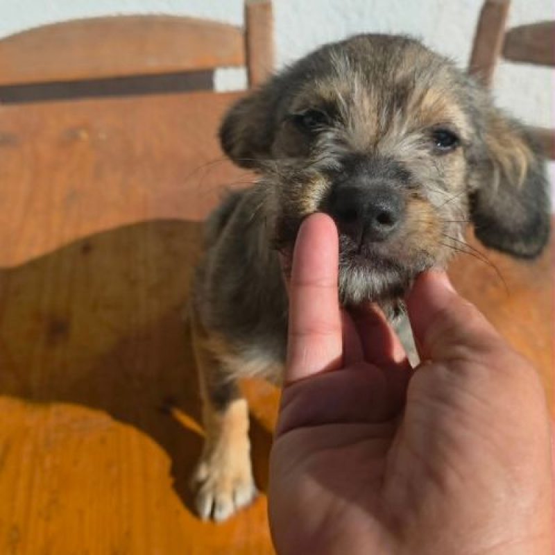 MICU - Chien à adopter - photo 2