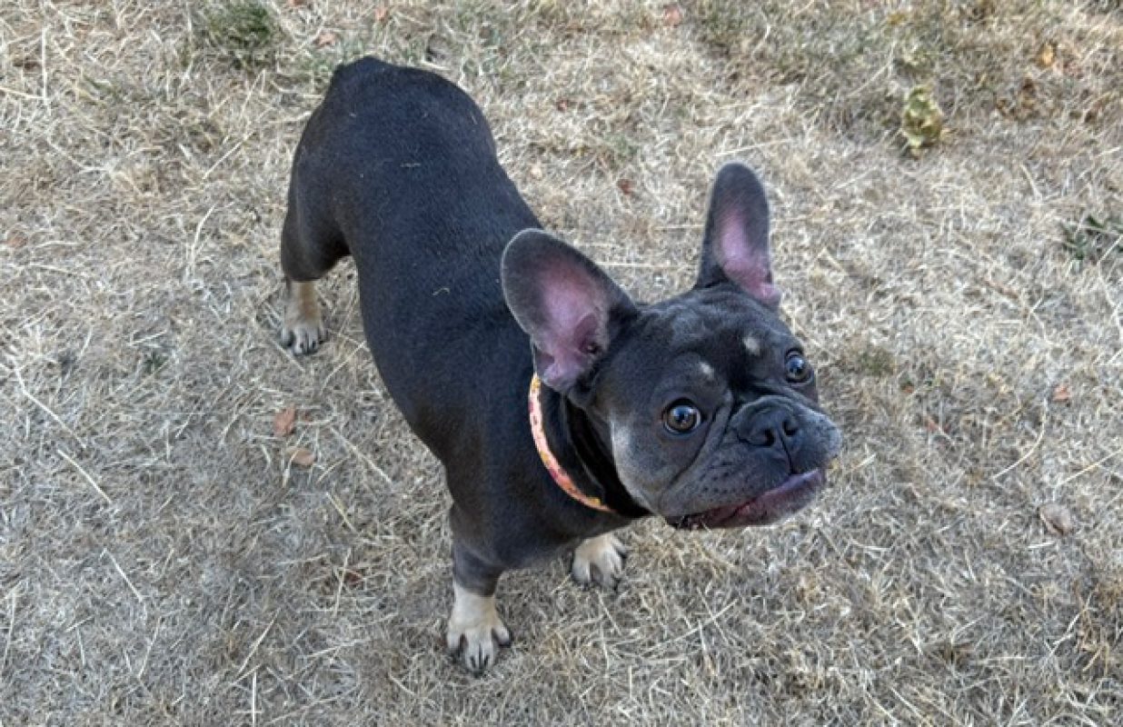 Irina - Chien Bouledogue Français à adopter