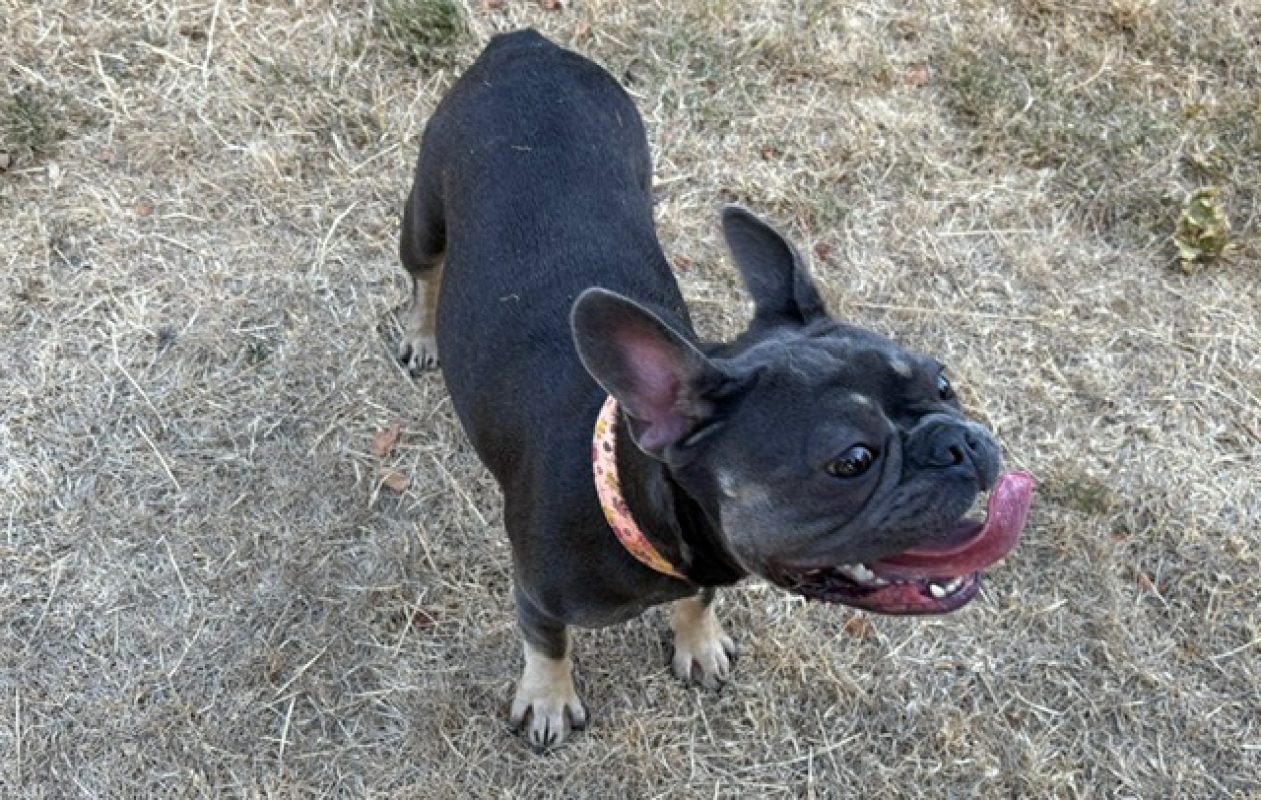 Irina - Chien Bouledogue Français à adopter - photo 2