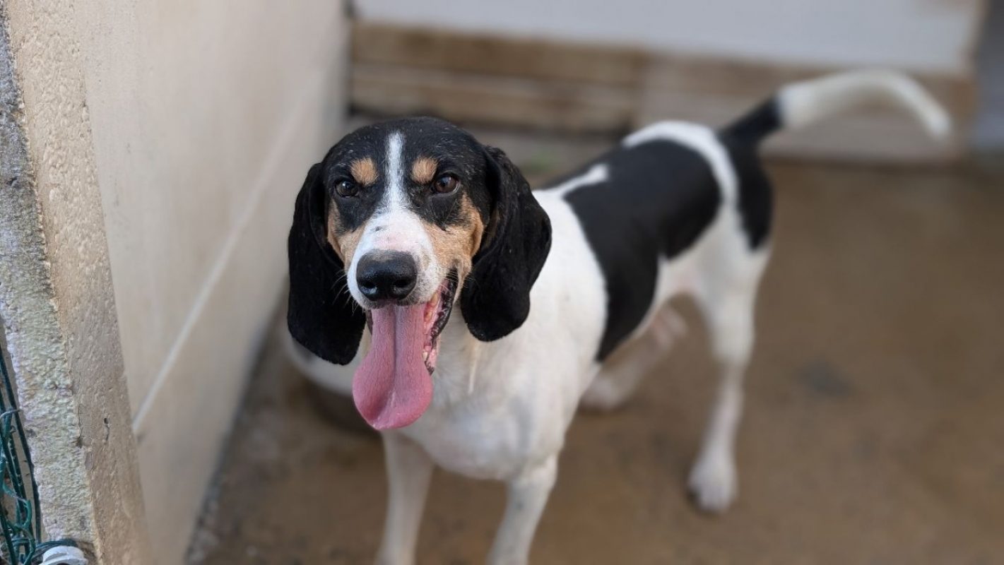 Rouky - Chien Beagle à adopter