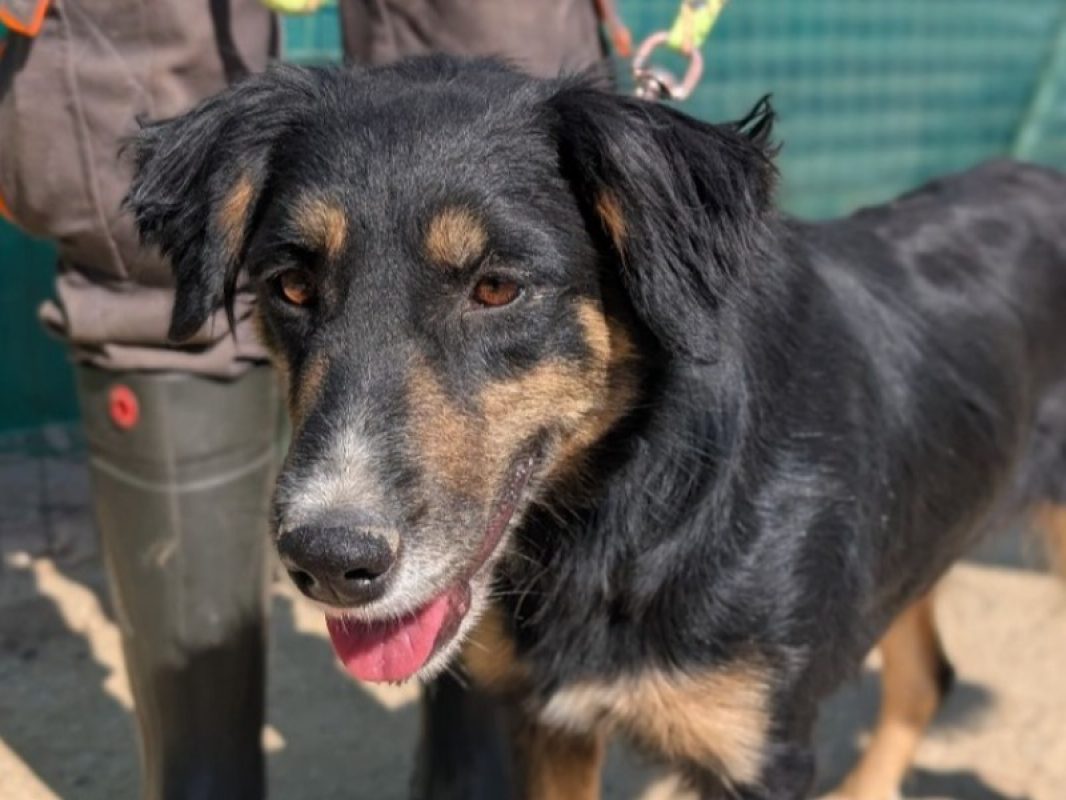 Tamy - Chien Bouledogue Américain à adopter
