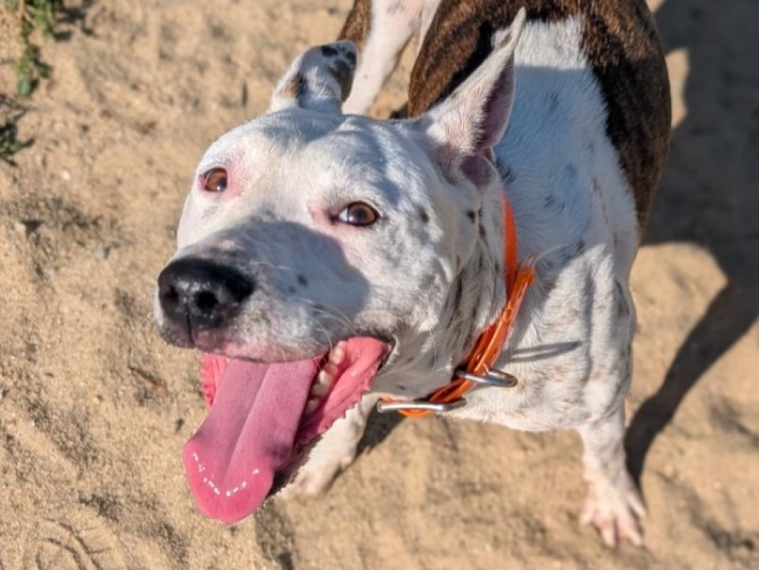 Ruby - Chien Berger à adopter