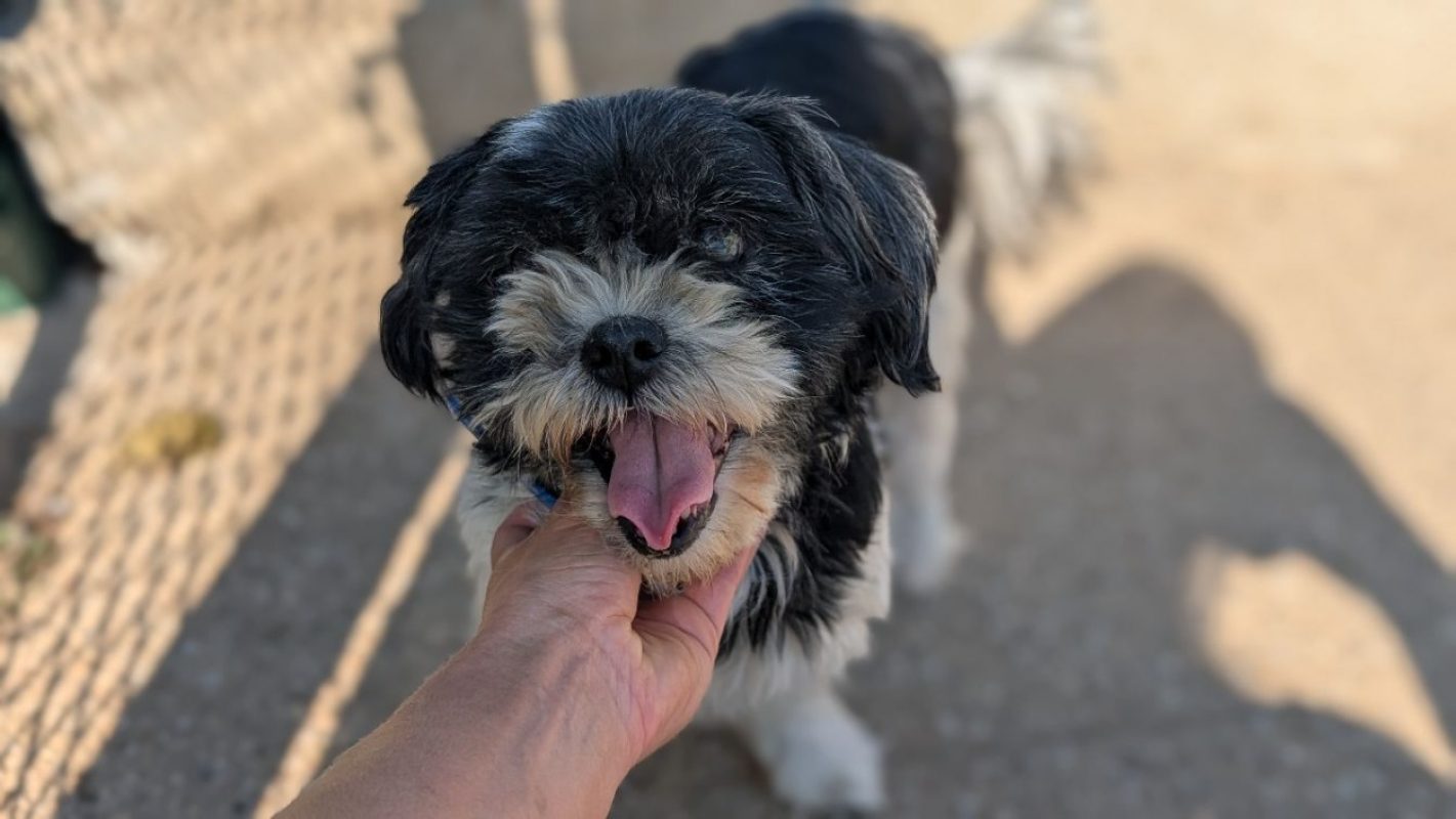 Maya - Chien Shih Tzu à adopter
