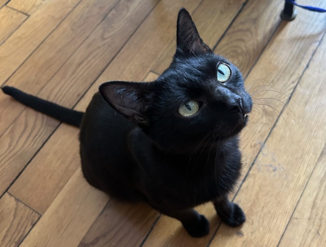 Saphir - Chat Européen à adopter