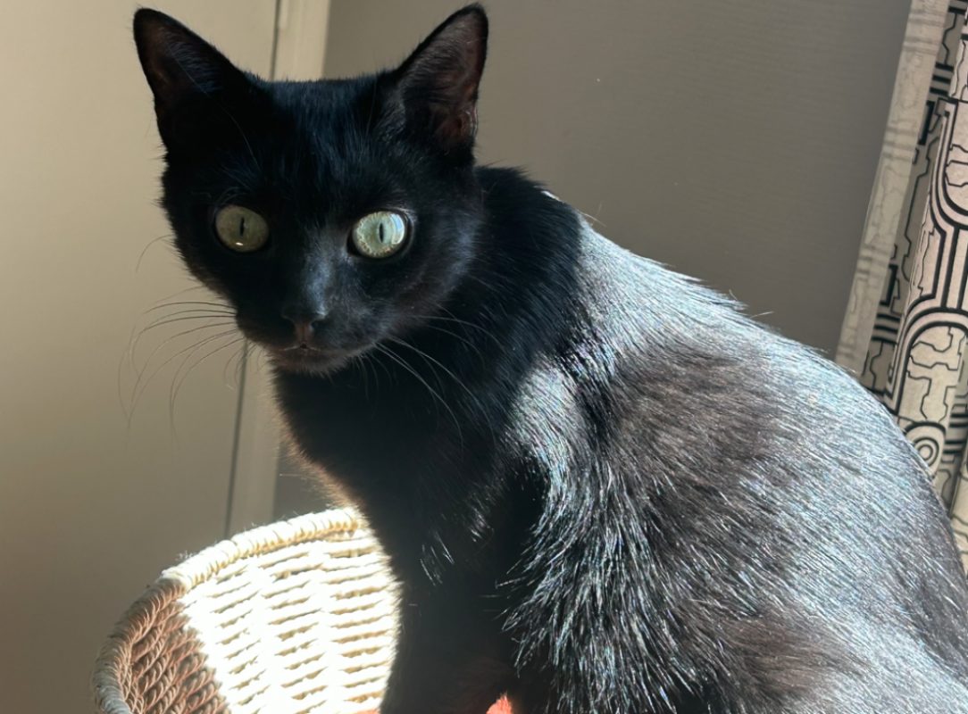 Saphir - Chat Européen à adopter - photo 2
