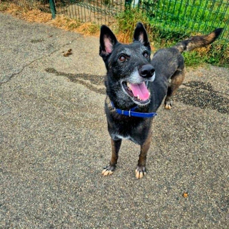 Bono - Chien Berger Belge Malinois à adopter - photo 2