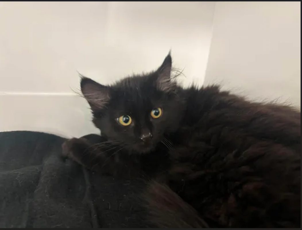 Kal - Chat Européen à adopter