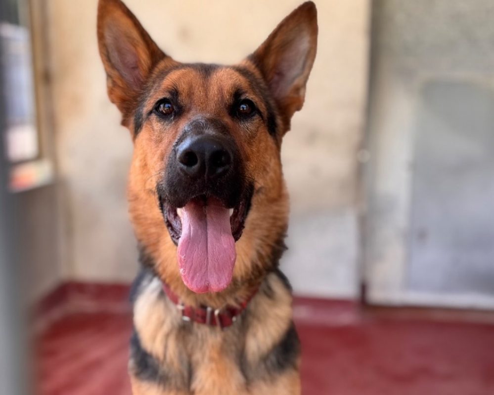 Yooko - Chien Berger Allemand à adopter