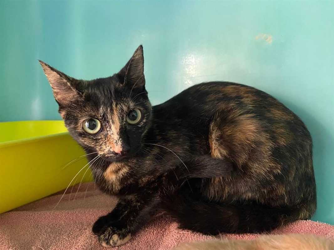 Doucette - Chat Européen à adopter