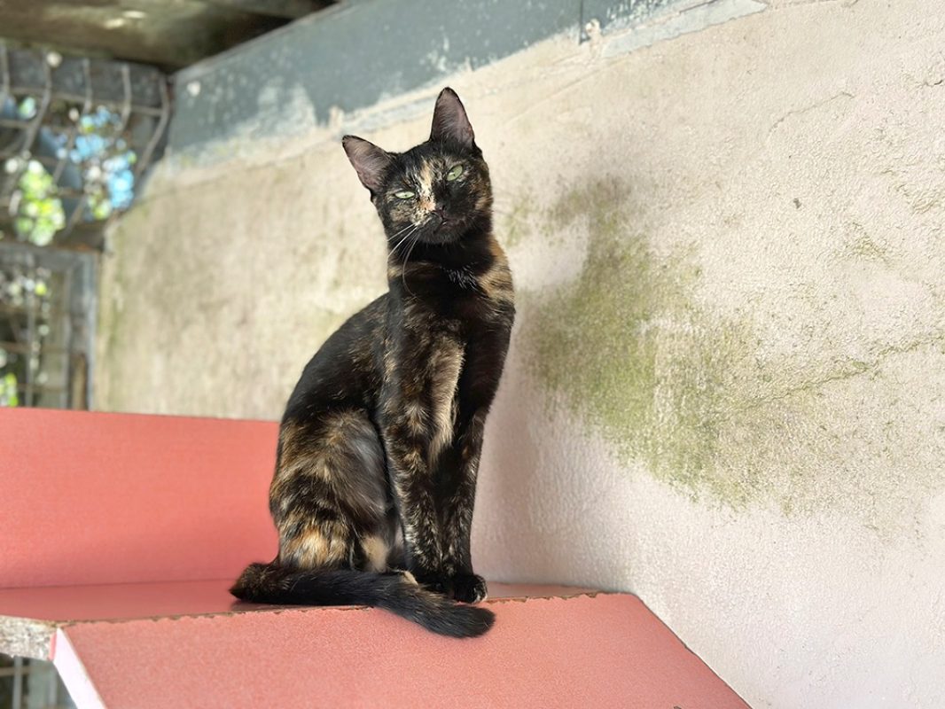 Doucette - Chat Européen à adopter