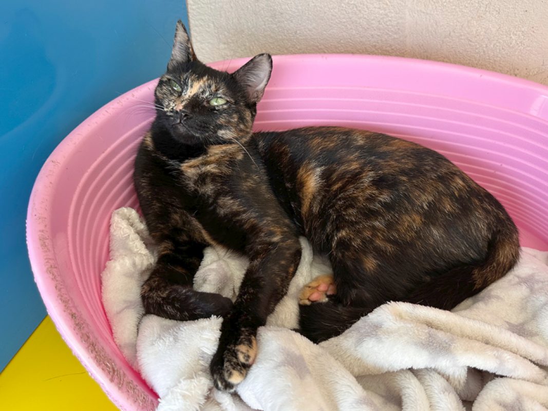Doucette - Chat Européen à adopter - photo 2