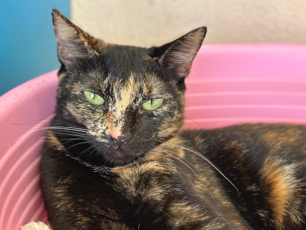 Doucette - Chat Européen à adopter - photo 3