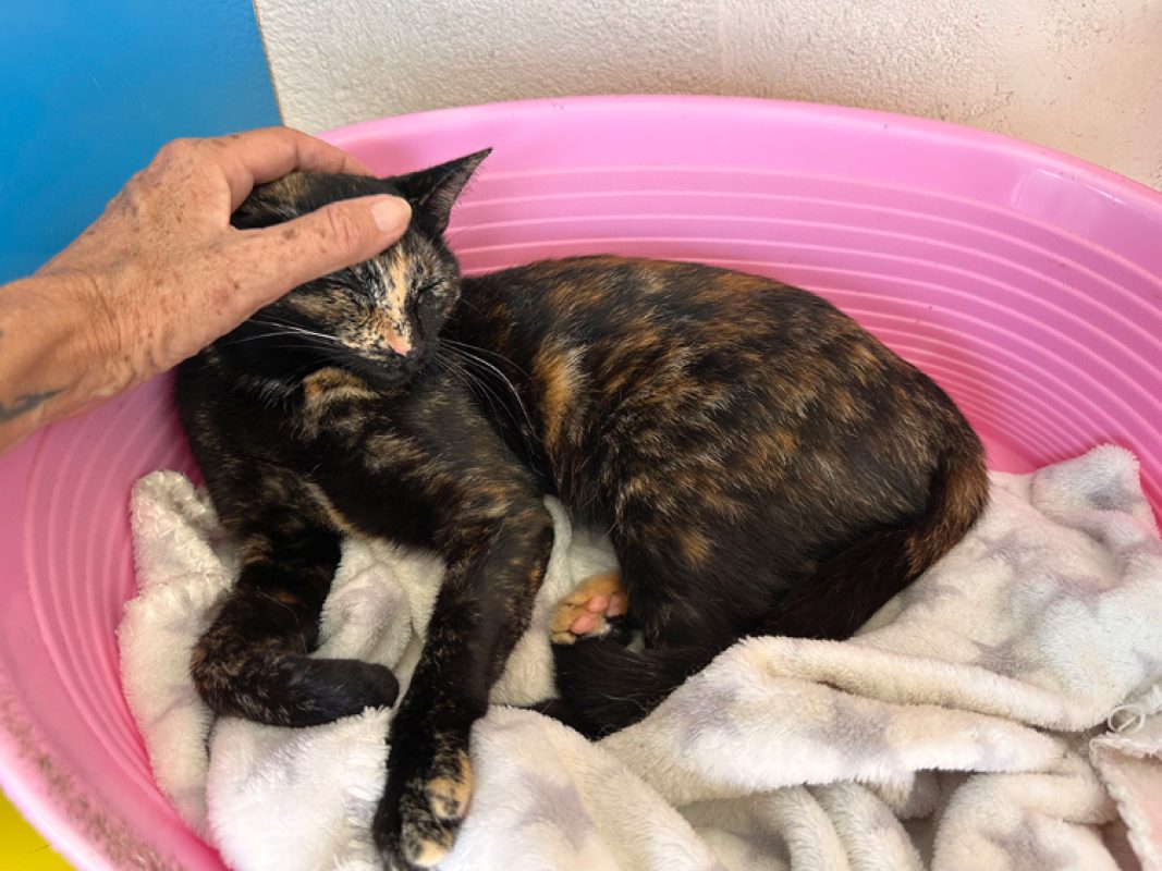 Doucette - Chat Européen à adopter - photo 4