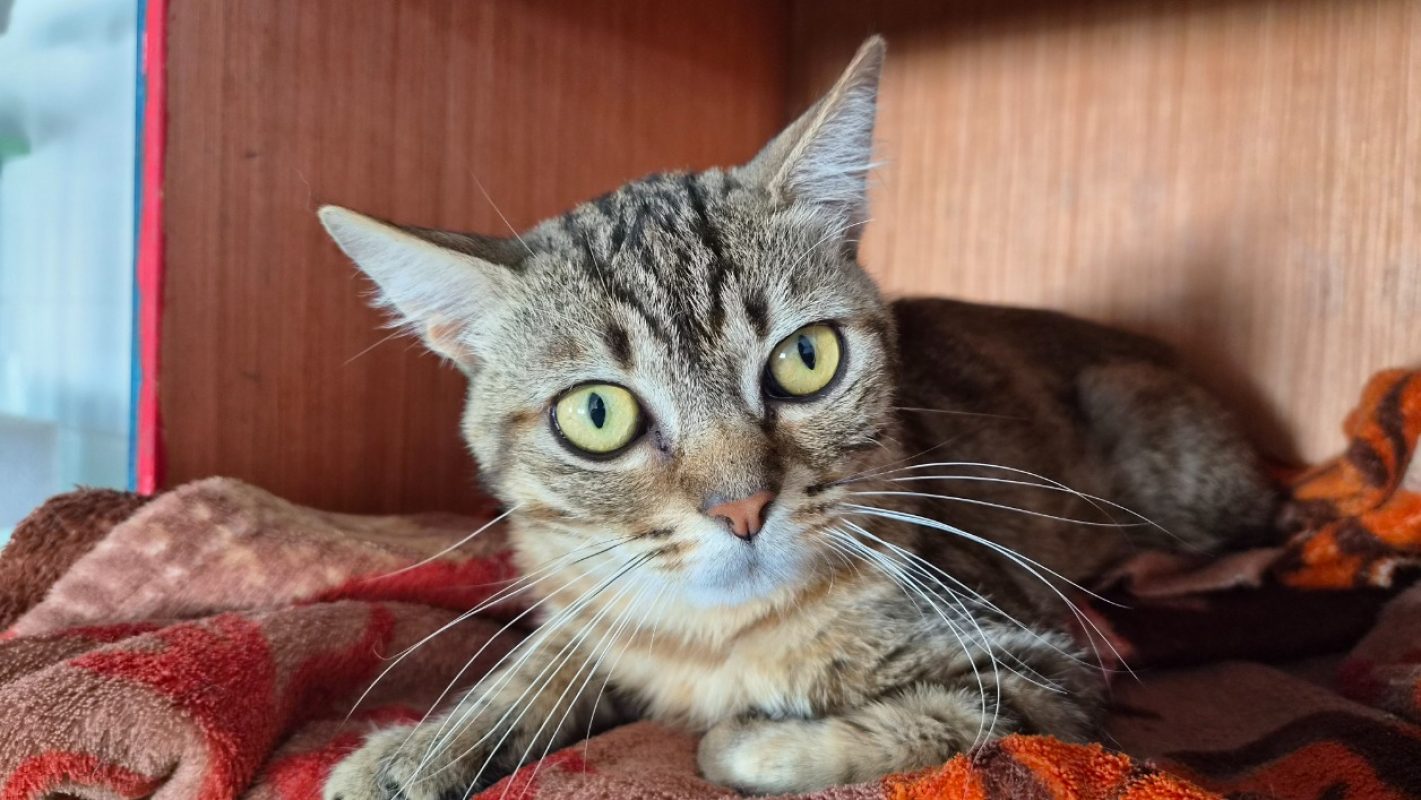 Miko - Chat Européen à adopter