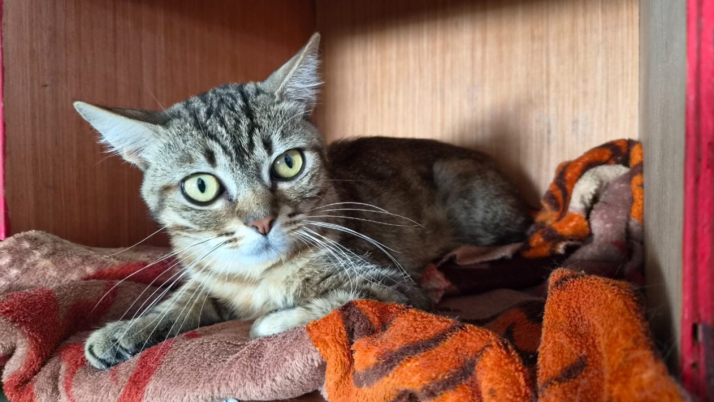 Miko - Chat Européen à adopter - photo 2