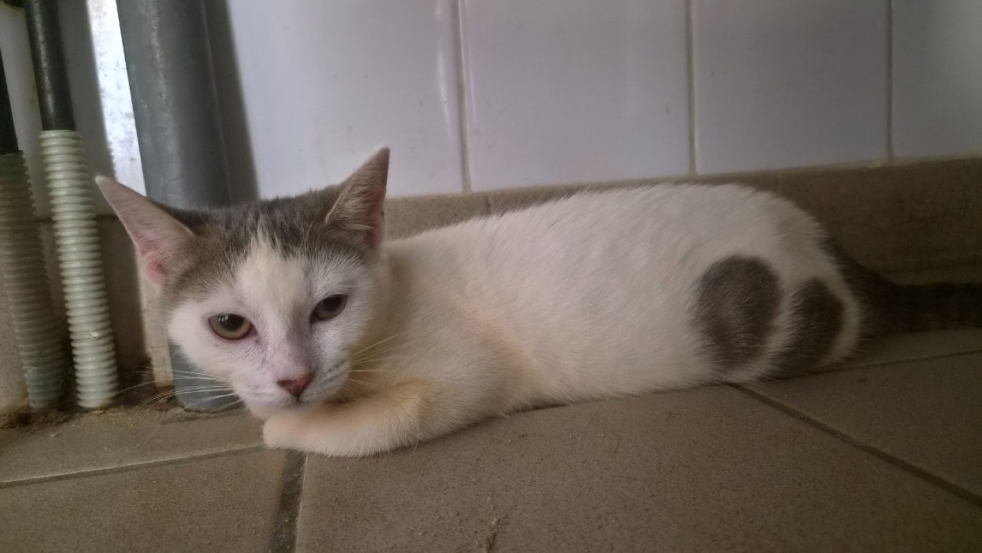 Petunia - Chat Européen à adopter