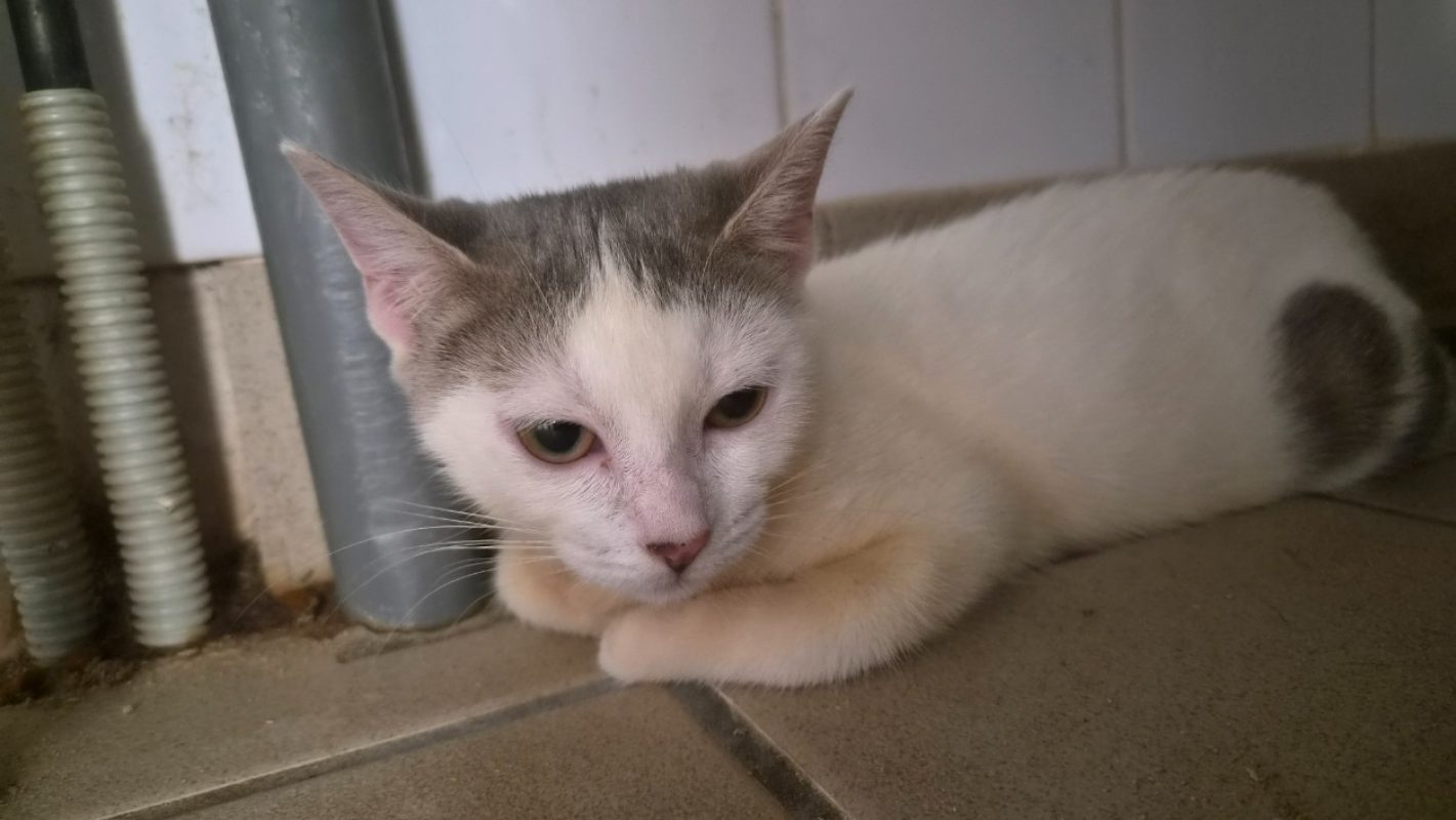 Petunia - Chat Européen à adopter - photo 2