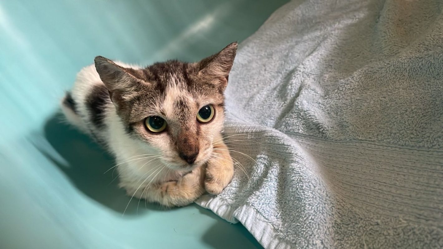 Bathilda - Chat Européen à adopter