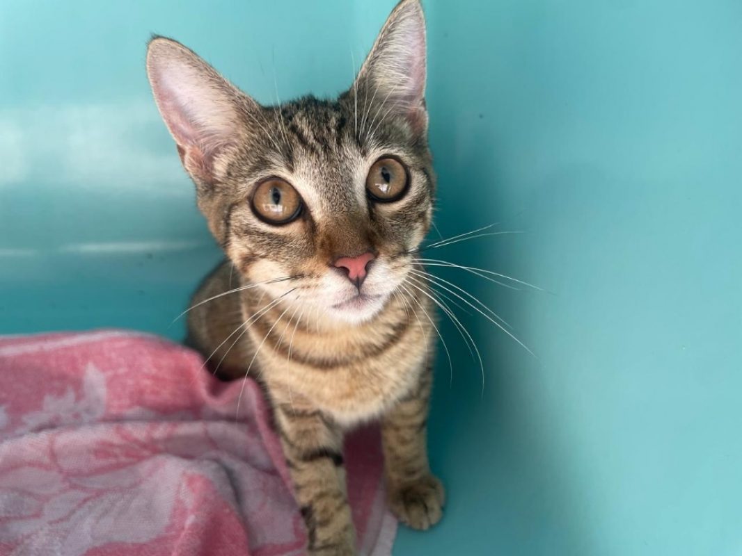 Fantasia - Chat Européen à adopter
