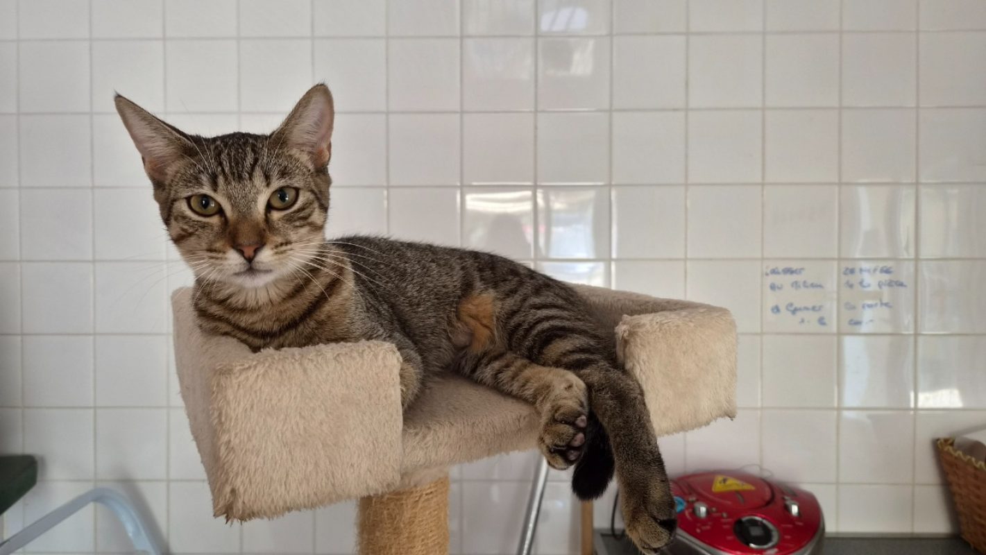 Fantasia - Chat Européen à adopter