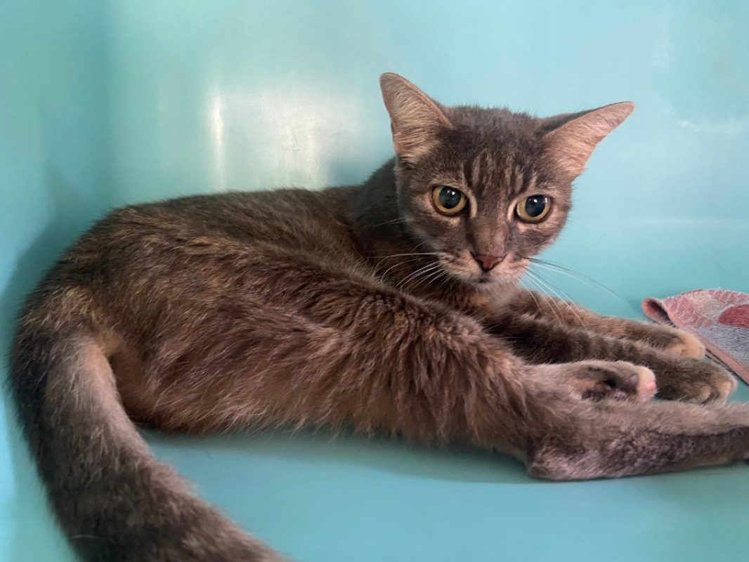 Bella - Chat Européen à adopter