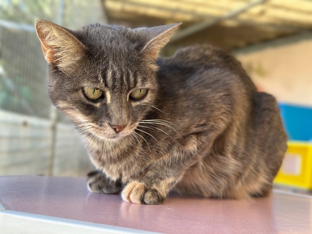 Bella - Chat Européen à adopter - photo 2
