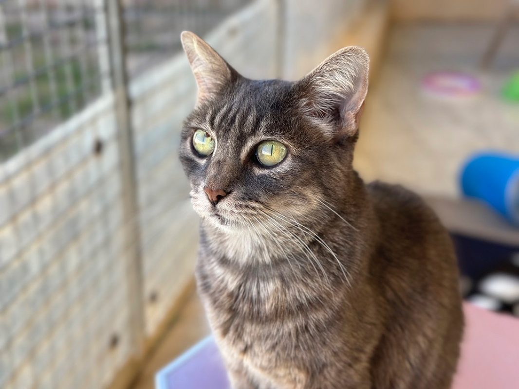Bella - Chat Européen à adopter - photo 4