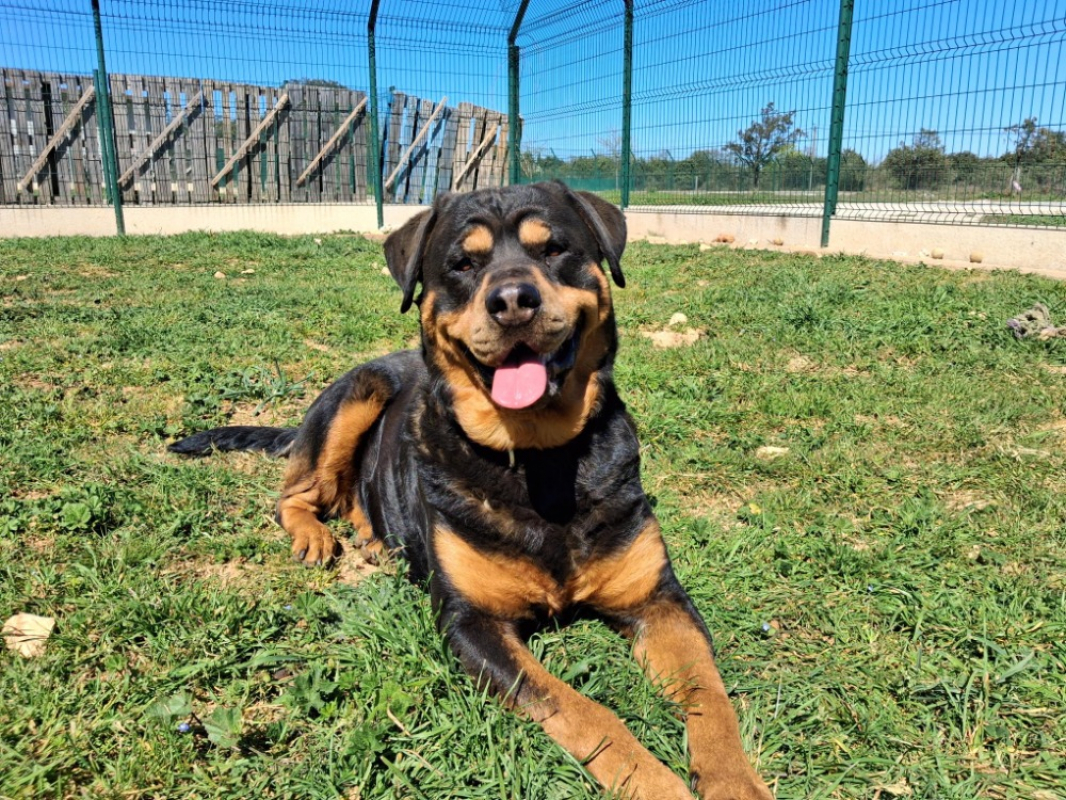 Raika - Chien Rottweiler à adopter