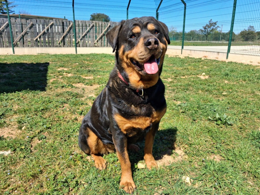Raika - Chien Rottweiler à adopter - photo 2