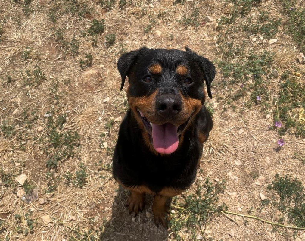 Raika - Chien Rottweiler à adopter - photo 3