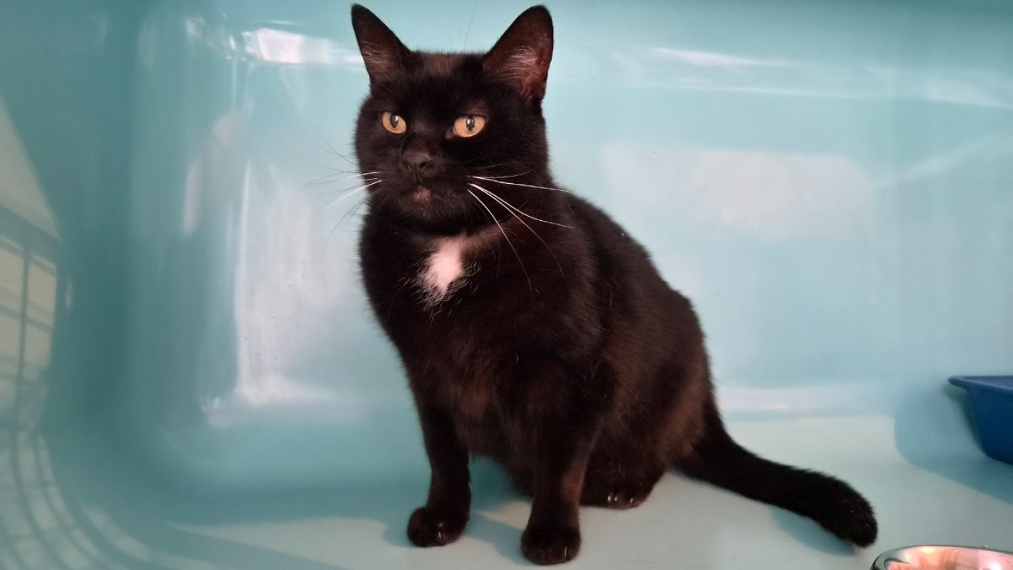 Myrtille - Chat Européen à adopter