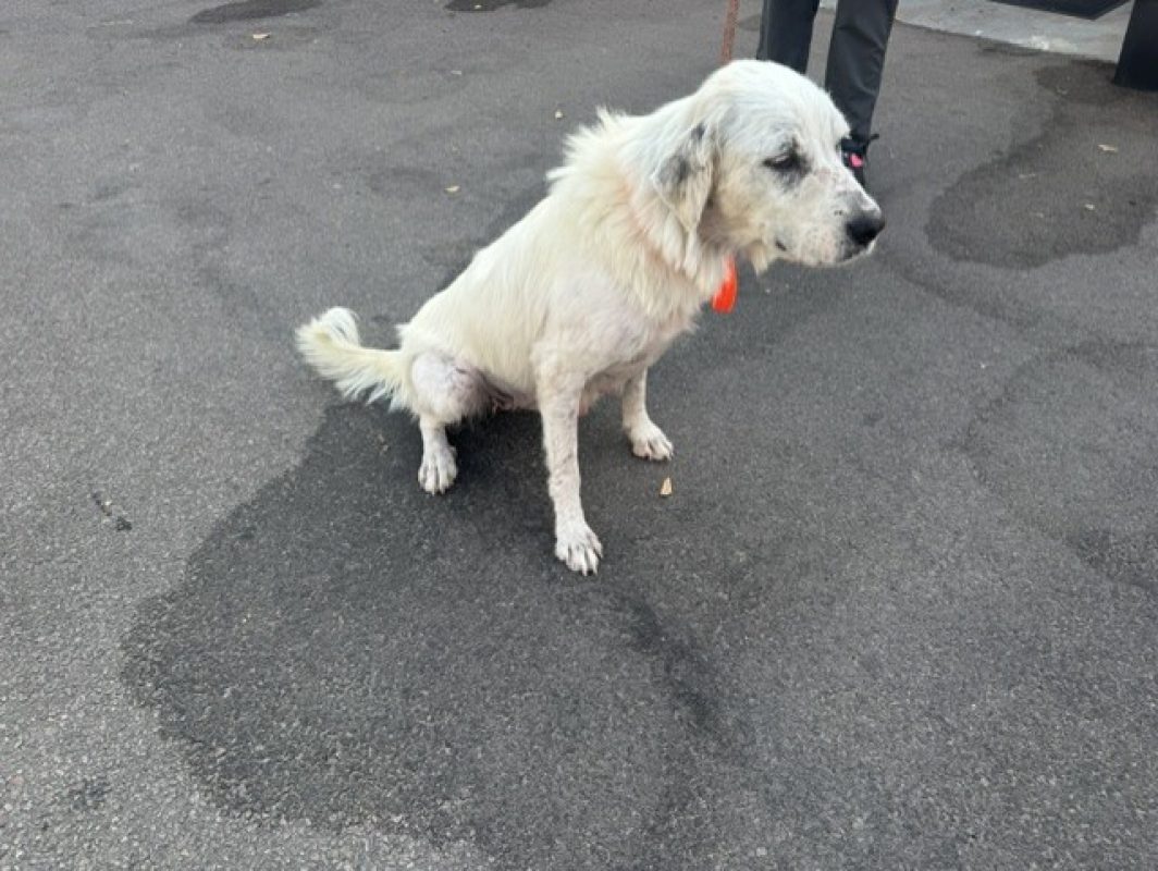 Bianca - Chien Chien de montagne des Pyrénées à adopter - photo 2