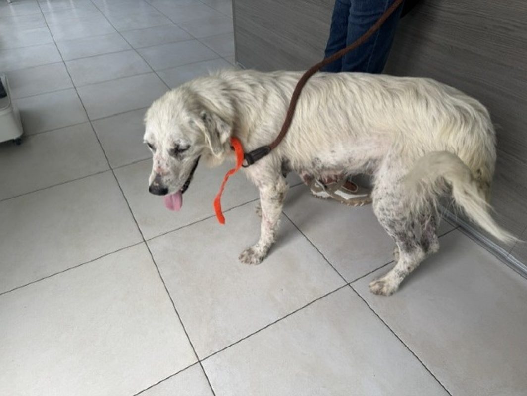 Bianca - Chien Chien de montagne des Pyrénées à adopter - photo 6