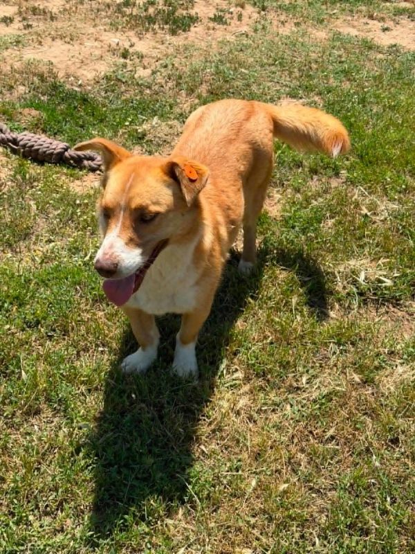 lulu - Chien Welsh Corgi Cardigan à adopter - photo 2