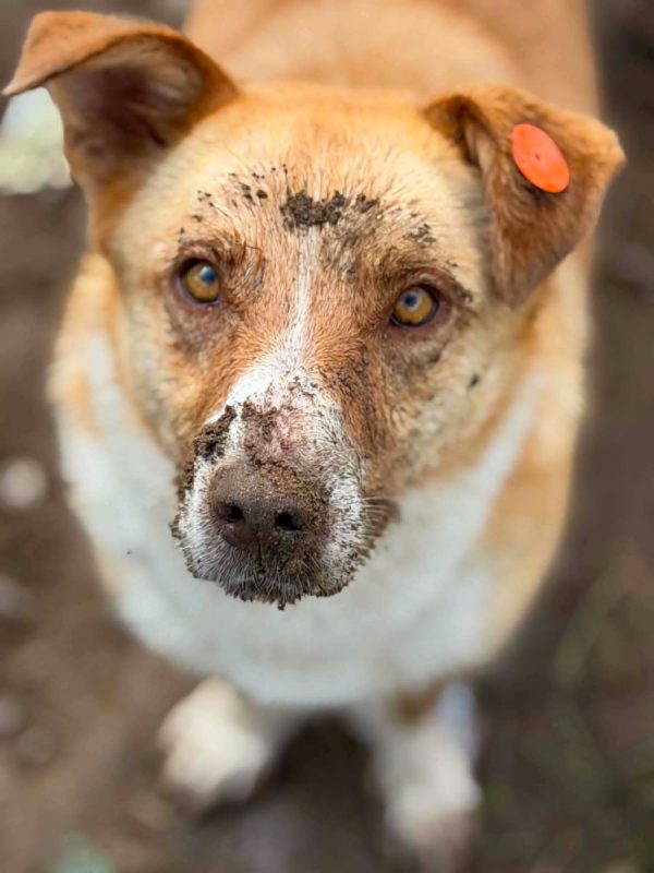 lulu - Chien Welsh Corgi Cardigan à adopter