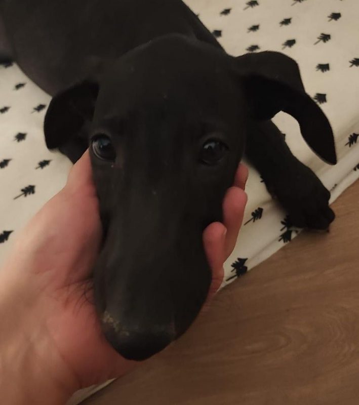 FERRAN - Chien Galgo à adopter - photo 3