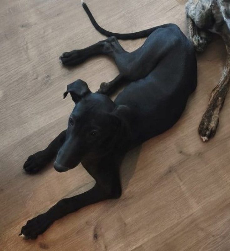 FERRAN - Chien Galgo à adopter - photo 6
