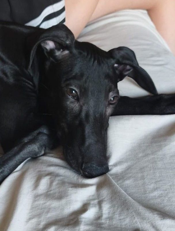 FERRAN - Chien Galgo à adopter