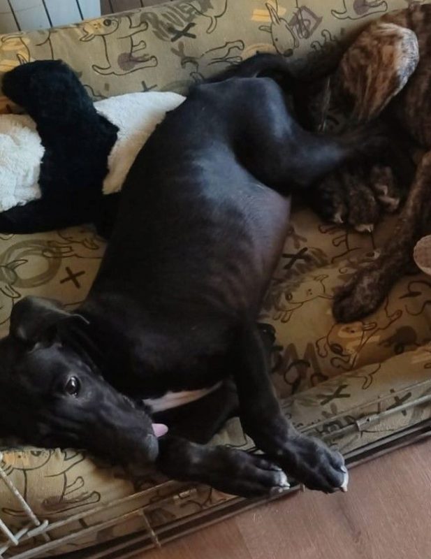 FERRAN - Chien Galgo à adopter - photo 5