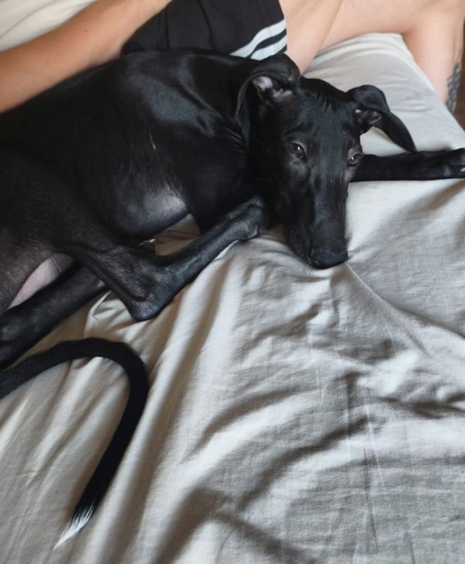 FERRAN - Chien Galgo à adopter - photo 2