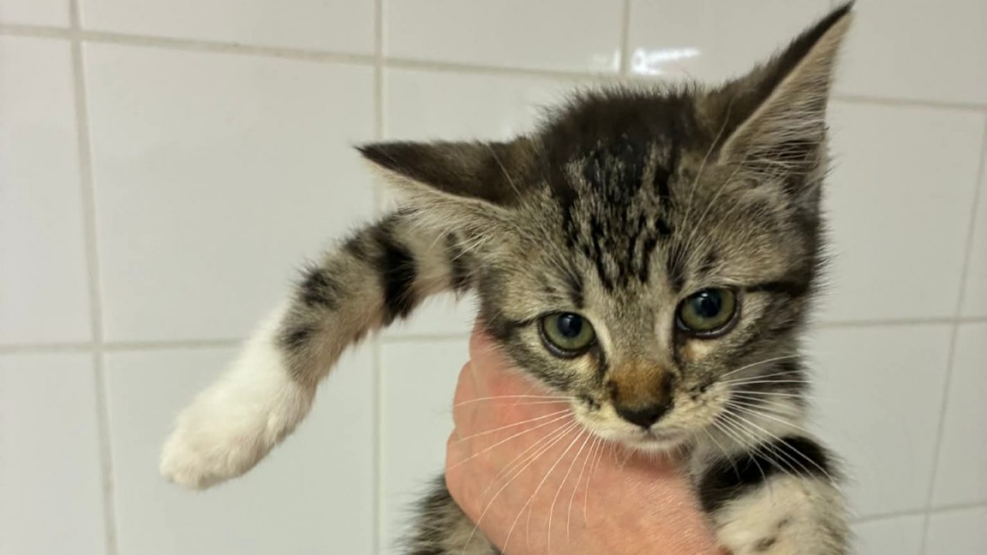 Vanille - Chat Européen à adopter