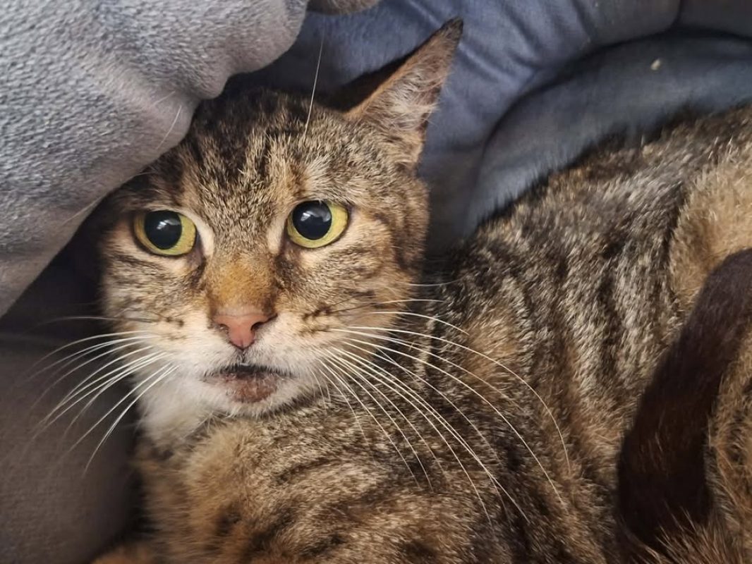 Strass - Chat Européen à adopter
