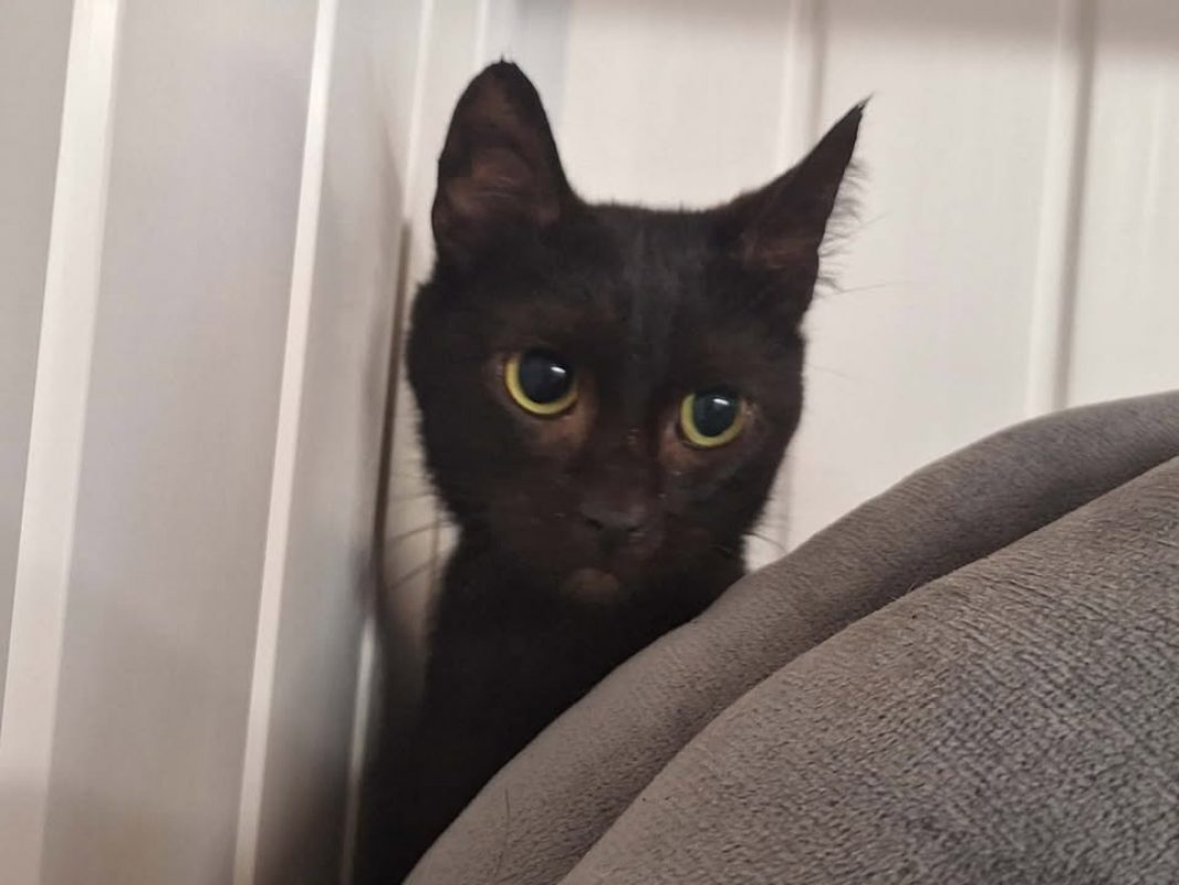 Bigoudi - Chat Européen à adopter