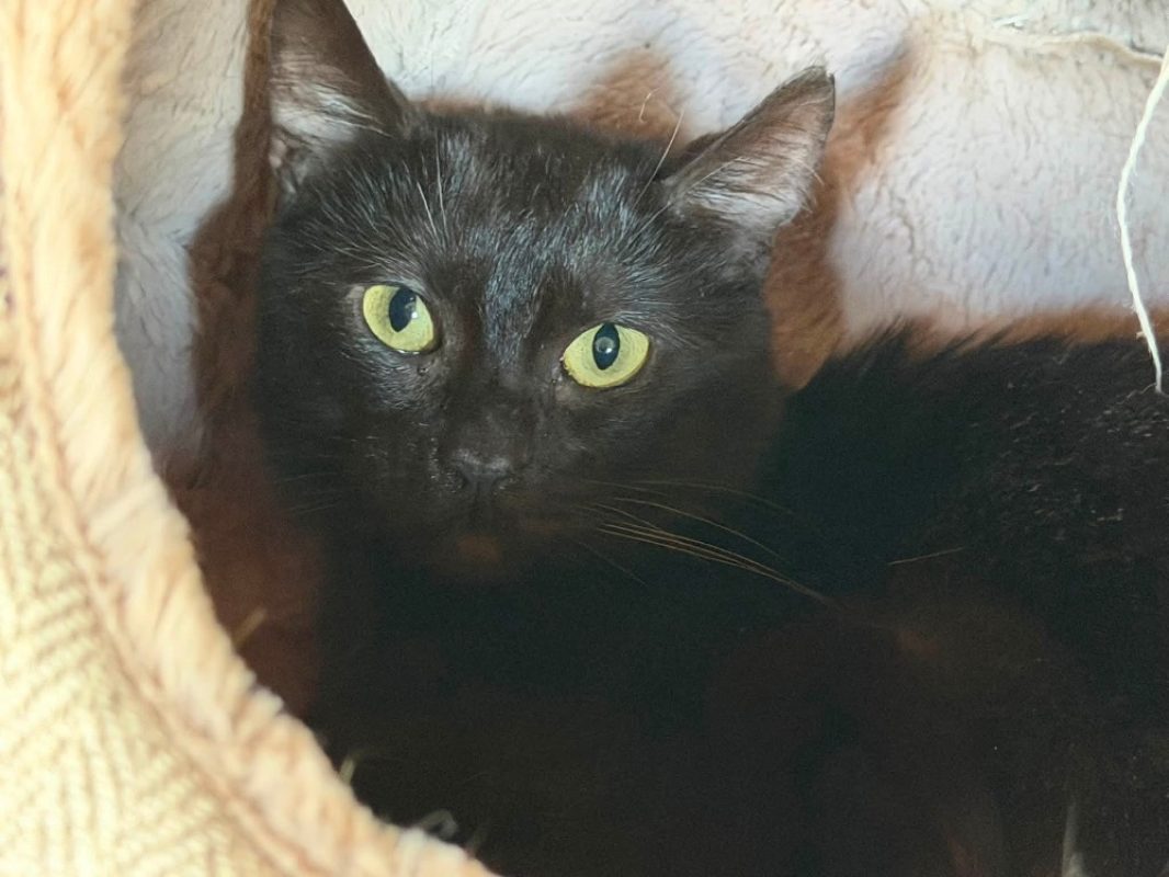 Bigoudi - Chat Européen à adopter