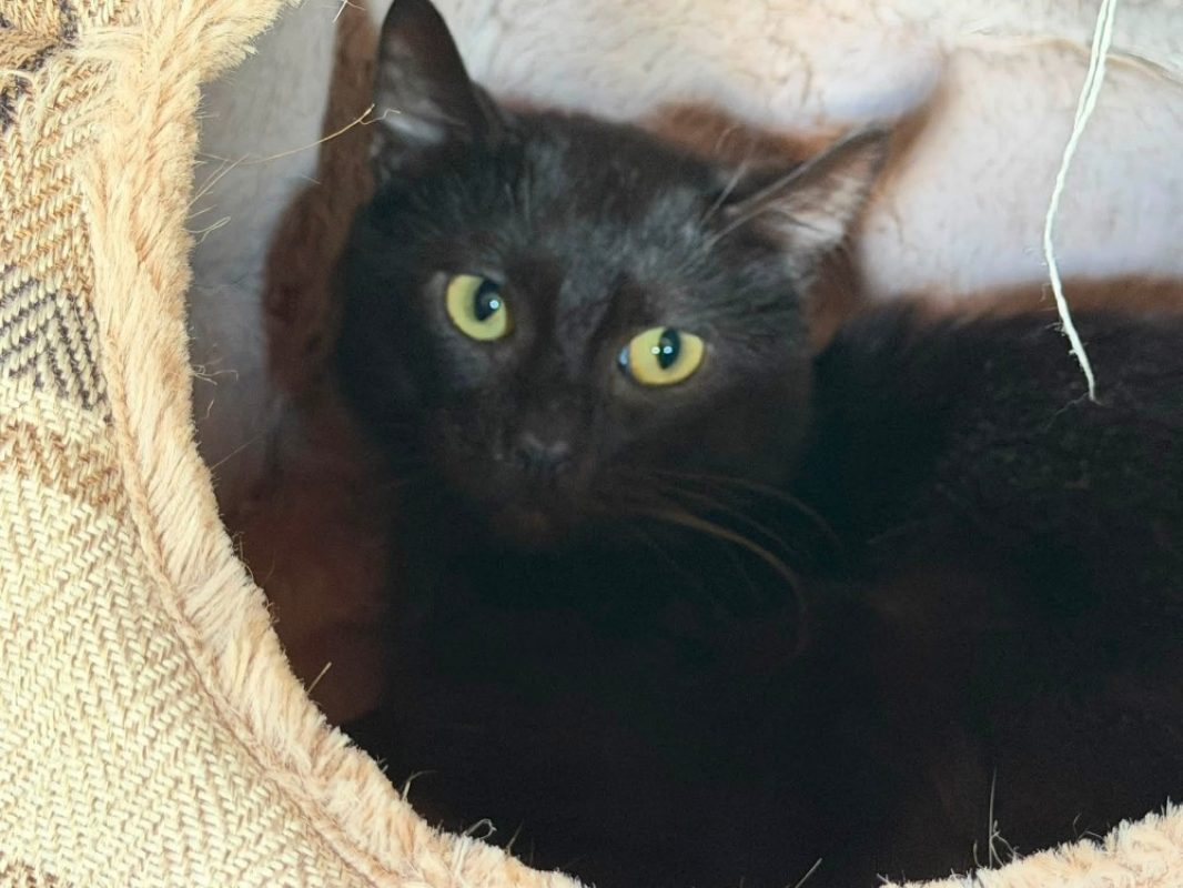 Bigoudi - Chat Européen à adopter - photo 2