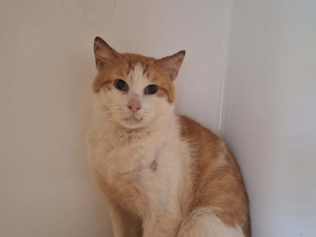 Confetti - Chat Européen à adopter