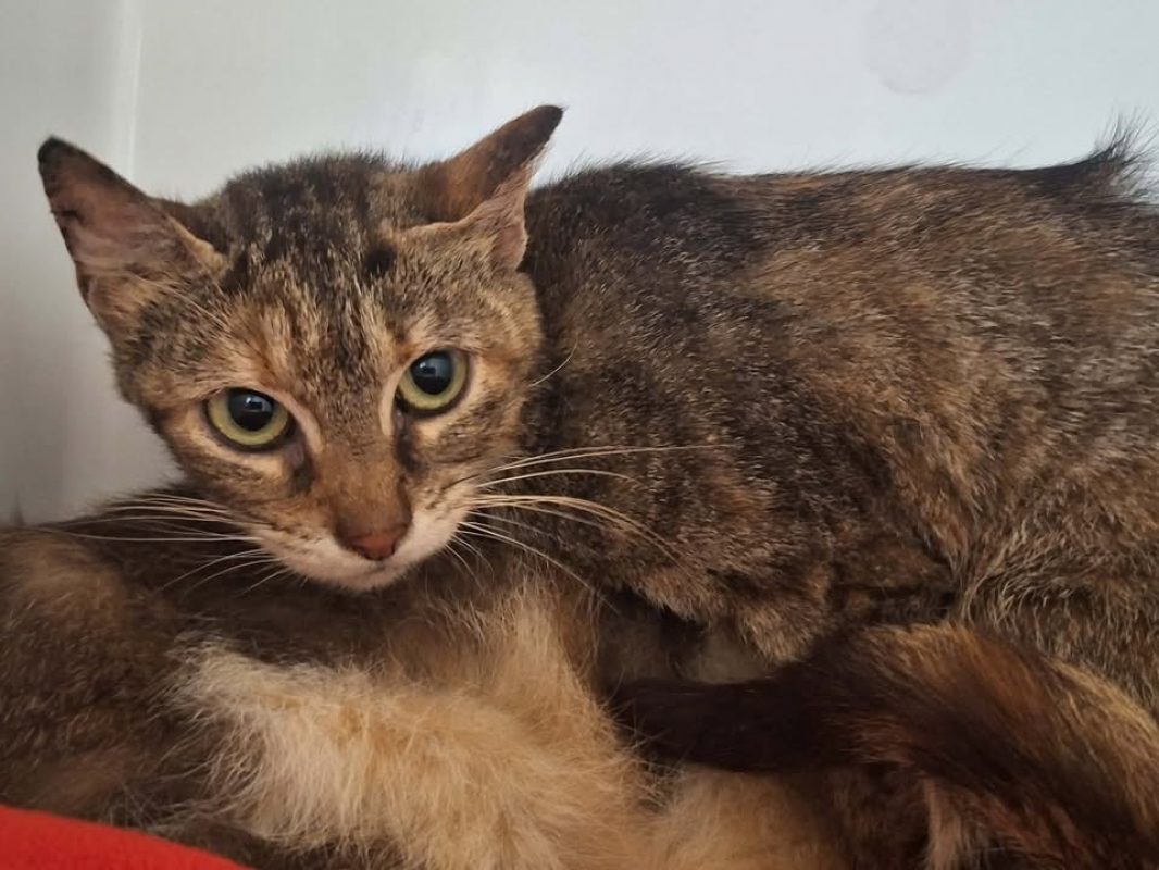 Etincelle - Chat Européen à adopter