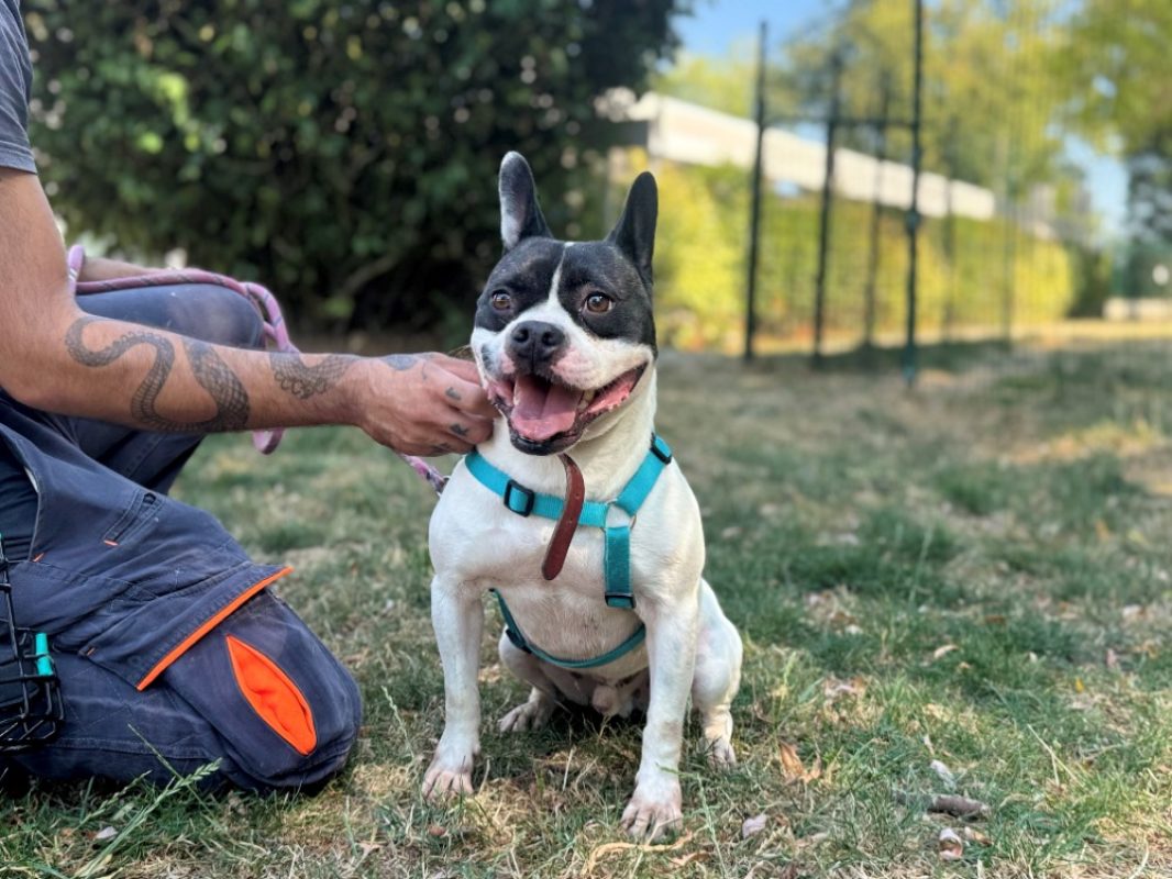 Tobby - Chien à adopter
