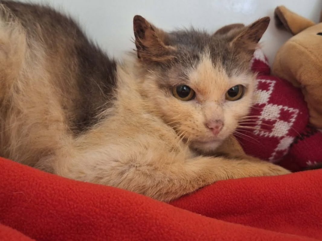 Paillette - Chat Européen à adopter